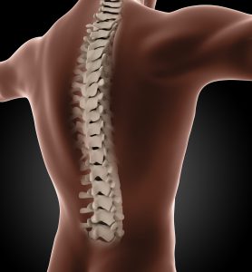 3D render of a male medical skeleton with a close up on the back
