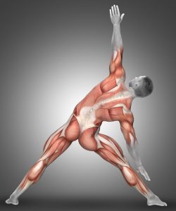 3D render of a male figure in triangle pose highlighting the muscles used in this exercise