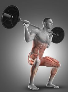 3D render of a male figure in a barbell squat highlighting the muscles used