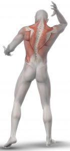 3D render of a male medical figure with partial muscle map on his back and neck