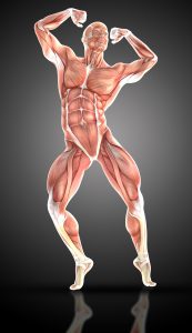 3D render of a medical figure bodybuilder with muscle map in a bodybuilding pose