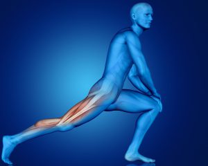 3D male figure in stretching pose with partial muscle map