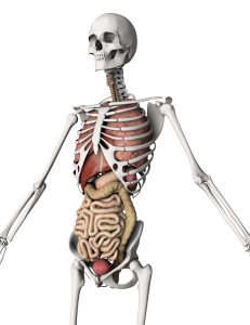 3D render of a skeleton with internal organs